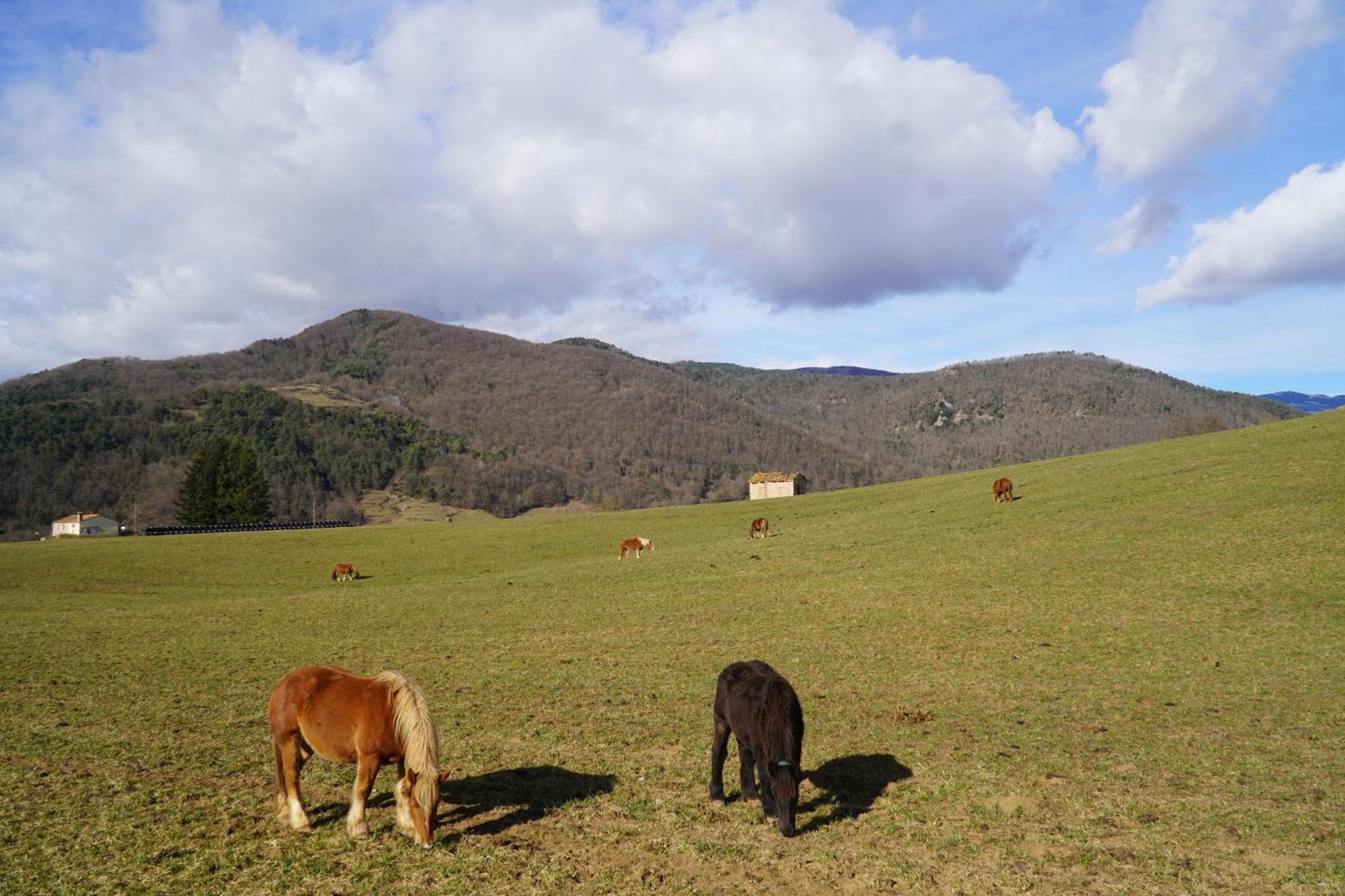 Cal Harrys - La Mejor Casa De Vacaciones En Pyrenees Con Vistas A La Montana Sant Pau de Seguries Exterior foto